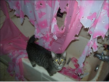 2Cat_02.jpg