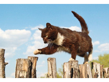 003_animals.jpg