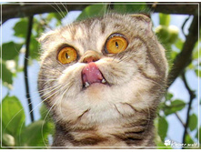 009_animals.jpg