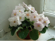 Lyon's Blushing Bride