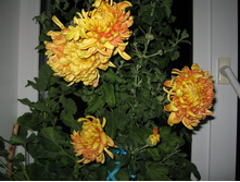 ��������������� ����������