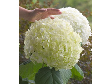 ��������� ���� ������ ��������