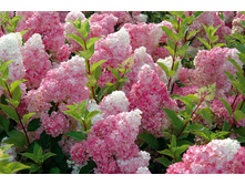 ��������� Vanille Fraise (������ 150-170 ��)..jpg