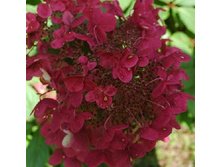 ��������� ����������� ���\'� ���