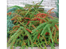 �������� �������� ���� ������