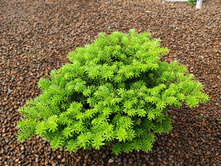 ����� ��������� Cis