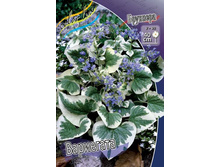 �������� Brunnera Variegata