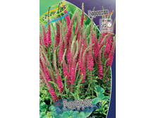  �������� veronica rotfuchs