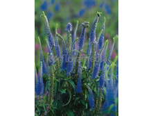 �������� Veronica Sunny Border Blue new