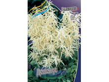 �������� Aruncus Dioicus