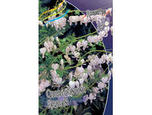 �������� Dicentra Spectabilis Alba