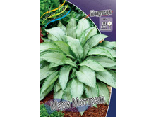 �������� Pulmonaria Mary Mottram