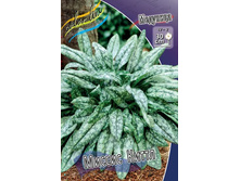 �������� Pulmonaria Mrs Kittle