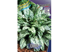 �������� Pulmonaria Opal