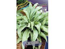 �������� Pulmonaria Samourai