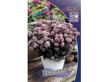 ������ Sedum Picolette