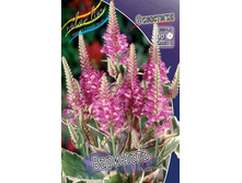 ���������� Physostegia Variegata