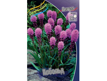 ������� Liatris spicata Kobold