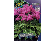 �������� Filipendula purpurea Elegans