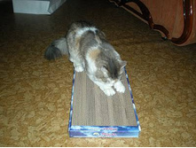 ������ �� ������� 2.jpg