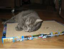 ������ �� ������� 3.jpg