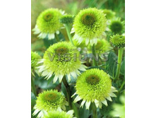 ��������	��������