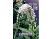 ��������� ����������