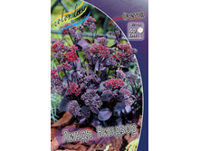 ������ ����� �������