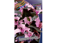 ������������ ������� �����