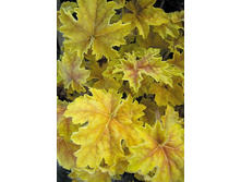 ������� ����