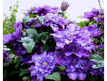 �������� ������ ������