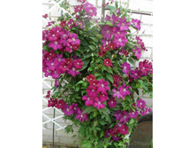 �������� ��� ��������