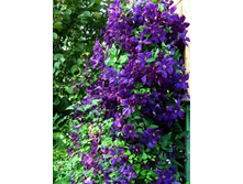 �������� ����� ������