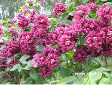 �������� �������� ����� �������