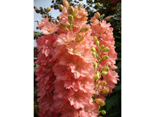 ���������� ����� ������