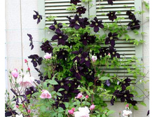 �������� ���� ���