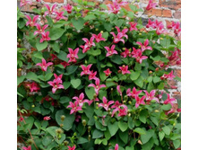 �������� ��������� ����� 