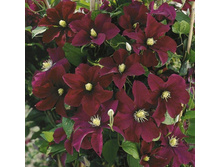 �������� ��������� ����