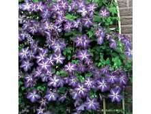 �������� ������ ��������