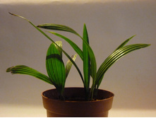 ������ ������������ ( ������� ������ )