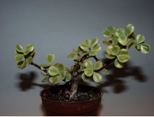 ������������ ���� �������������