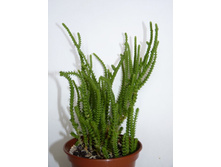 ��������� ������������