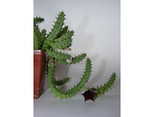 ������� ������