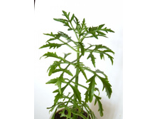 �������� �����������