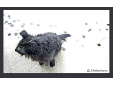 ������ (1)