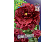 ���� ���� �����