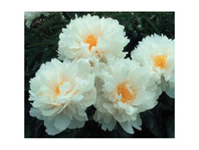 ���� ��������