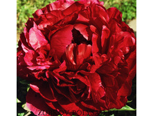 ���� ����� �������