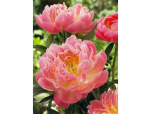 ���� ���� ������� �����