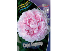 ���� ���� ������